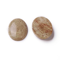 Natürliche fossile Korallen-Cabochons G-O184-05