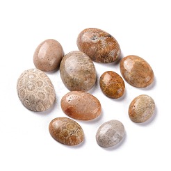 Natürliche fossile Korallen-Cabochons G-M379-21