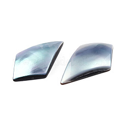 Natürliche Turbo Cornulus/Top Shell Cabochons SSHEL-N003-154