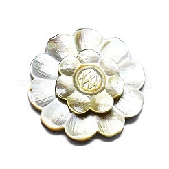 Natürlichen Shell Cabochons SHEL-K008-09