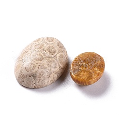 Natürliche fossile Korallen-Cabochons G-M379-21