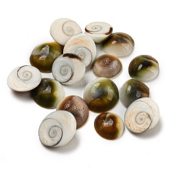 Muschel-Cabochons BSHE-Z005-08