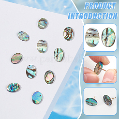 10 Stück natürliche Paua-Muschel-Cabochons FIND-BC0005-55