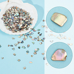 1 Beutel Abalone-Muschelflocken-Cabochons SHEL-GA0001-17A