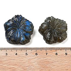 Natürlicher Labradorit geschnitzte Cabochons G-C152-06