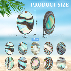 10 Stück natürliche Paua-Muschel-Cabochons FIND-BC0005-55
