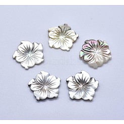 Shell Cabochons SSHEL-P015-78