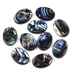 Natürliche Abalone Muschel / Paua Muschel Cabochons SSHEL-N034-73A-01