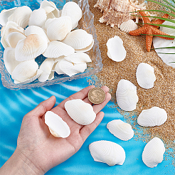 40 шт. натуральная ракушка для украшения аквариума&nbsp;SHEL-PH0001-69B
