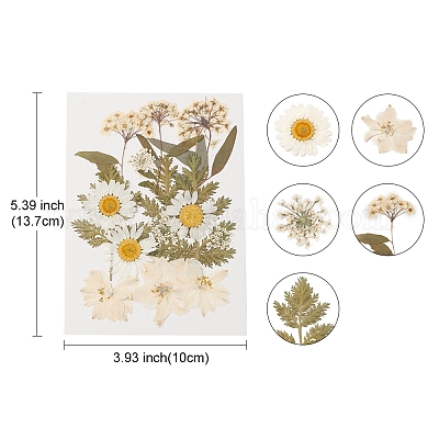 Прессованные сушеные цветы DIY-YWC0001-100-1