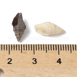 Бусины из натуральных морских раковин SHEL-XCP0001-12