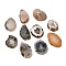 Natural Druzy Agate Cabochons, Geode Agate Slices, One Side Polishing, Oval, 20~30x15~25x4~5mm