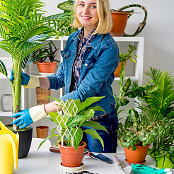 Деревянная решетка для растений WOOD-WH0125-17B