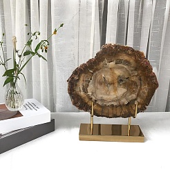Натуральный окаменевший срез древесины на золотистой железной подставке&nbsp;AJEW-H157-05