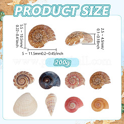 Спиральные бусины из ракушек SSHEL-PH0002-34