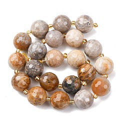 Природные окаменелые коралловые бусы пряди G-C249-A27-16MM