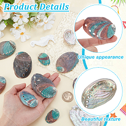 12 шт. 6 стиля украшения для демонстрации натуральных раковин морских ушек DJEW-GA0001-69