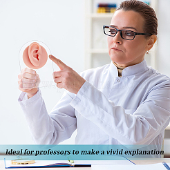 2 шт. 2 стиля силиконовые гибкие модели ушей для демонстрации частей тела&nbsp;AJEW-OC0014-27