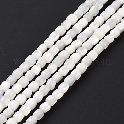 Нити бусин из натуральной ракушки трохус SSHEL-H070-02G