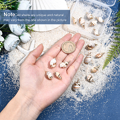 16 шт. 4 подвески в виде ракушек с гальваническим покрытием&nbsp;SSHEL-SC0001-20