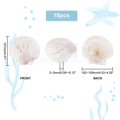 Украшения дисплея естественной оболочки SSHEL-WH0001-39D-1