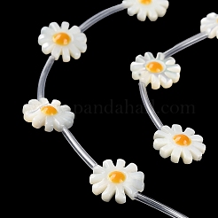 Нити бусин из натуральной ракушки трохус BSHE-E030-06A