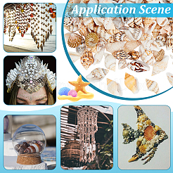 Натуральные спиральные бусы из ракушек SSHEL-PH0002-03