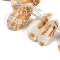 Нити бусин из натуральных ракушек SHEL-K009-12