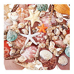 14 стиль украшения из натуральных ракушек&nbsp;AJEW-PH0011-89