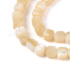 Нити бусин из натуральных трохоидных/трохус ракушек&nbsp;SSHEL-N041-04A-02