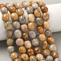 Природные окаменелые коралловые бусы пряди&nbsp;G-C038-02T