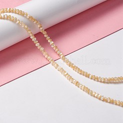 Нити бусин из натуральных трохоидных/трохус ракушек SSHEL-O001-24B-01