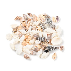 Натуральная раковина BSHE-Z003-43