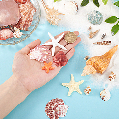 14 стиль украшения из натуральных ракушек&nbsp;AJEW-PH0011-89