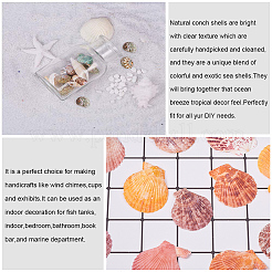 Красивые пляжные морские раковины&nbsp;SSHEL-PH0004-17