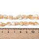 Нити бусин из натуральных трохоидных/трохус ракушек BSHE-T014-23-4