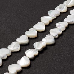 Бусины из натуральных трохоидных/трохус ракушек&nbsp;SSHEL-O001-27B