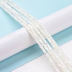 Нити бусин из натуральной ракушки трохус SSHEL-H070-02G