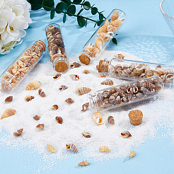 5 стиль бусины из ракушек SHEL-FH0001-23