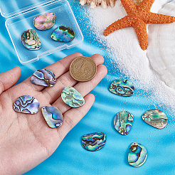 12 шт. подвески из натуральной ракушки пауа SHEL-PH0001-66