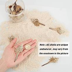 Натуральные раковины бисера SSHEL-SC0001-08