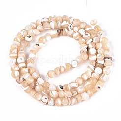 Нити бусин из натуральных трохоидных/трохус ракушек SSHEL-N040-10