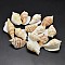 Natural Conch Shell Beads, Goldenrod, 30~55x20~35mm, Hole: 1~2mm, about 60~90pcs/500g
