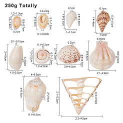 Смешанные бусины из ракушек BSHE-PH0003-20