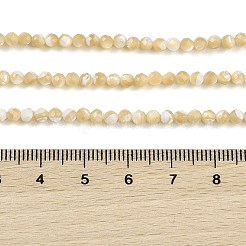 Нити бусин из натуральной ракушки трохус BSHE-G036-08B-02