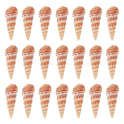 Натуральная раковина&nbsp;FIND-TAC0026-10C