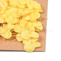 Сушеный цветок&nbsp;LS-DIY-B018-13