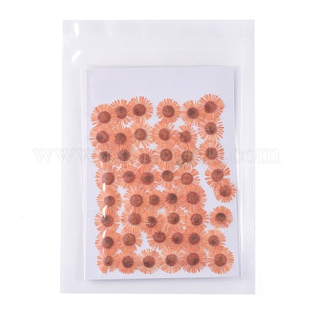 Центавр иберика тиснение сушеный цветок DIY-K032-65C-1