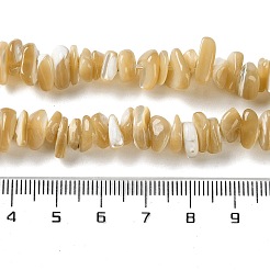 Нити бусин из натуральной ракушки трохус SHEL-G020-01