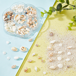 135 шт. 5-х размеров натуральные бусины из ракушек BSHE-PH0001-14
